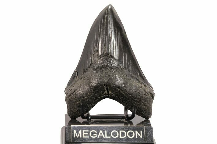 Serrated, Fossil Megalodon Tooth - Georgia #78184
